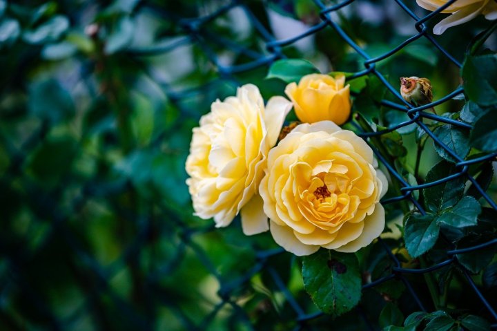 Behind the Poem: Your&nbsp;Touch