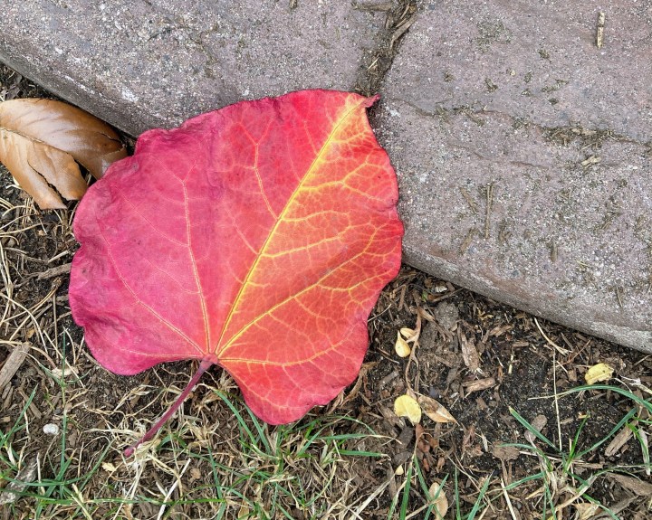 Beginning Again: Big Leaves&nbsp;🍃🍂