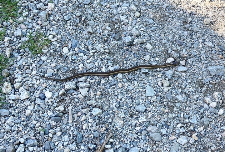 Distracted and Downcast